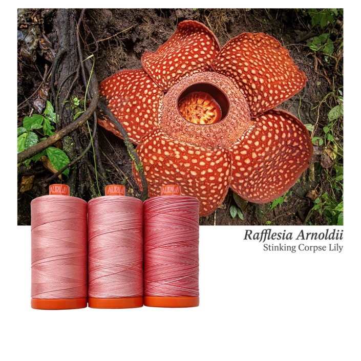 Aurifil Color Builder - Stinking Corpse Lily
